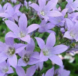 Campanula latifolia: Lo que debes saber de esta  planta