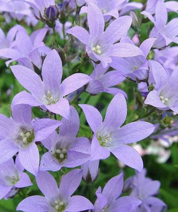 Campanula latifolia-8