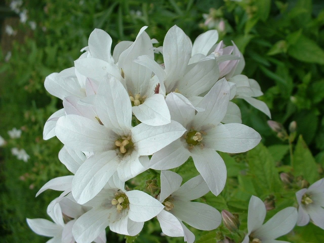 Campanula latifolia