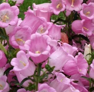 Campanula medium: Todo lo que debes saber sobre esta especie de arbustos