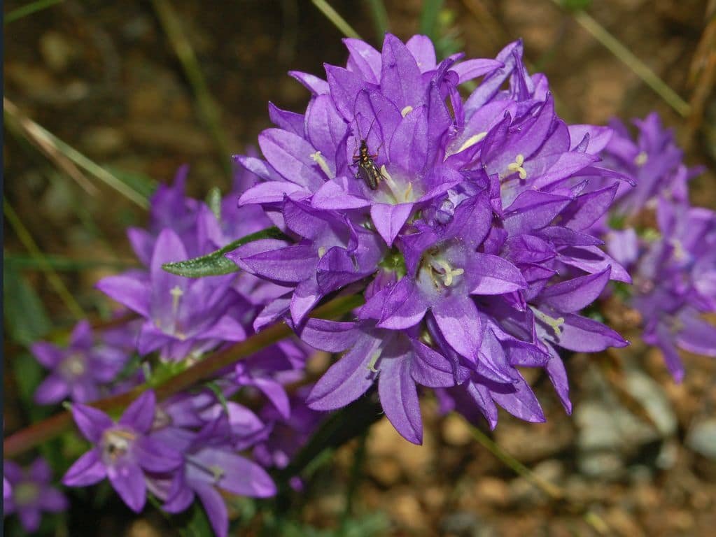 campanulaceae-2