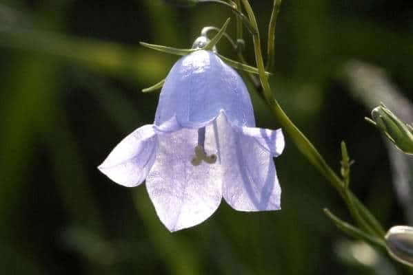 Campanulaceae-3