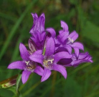 Campanulaceae: Todo lo que debes saber de esta hermosa familia de plantas