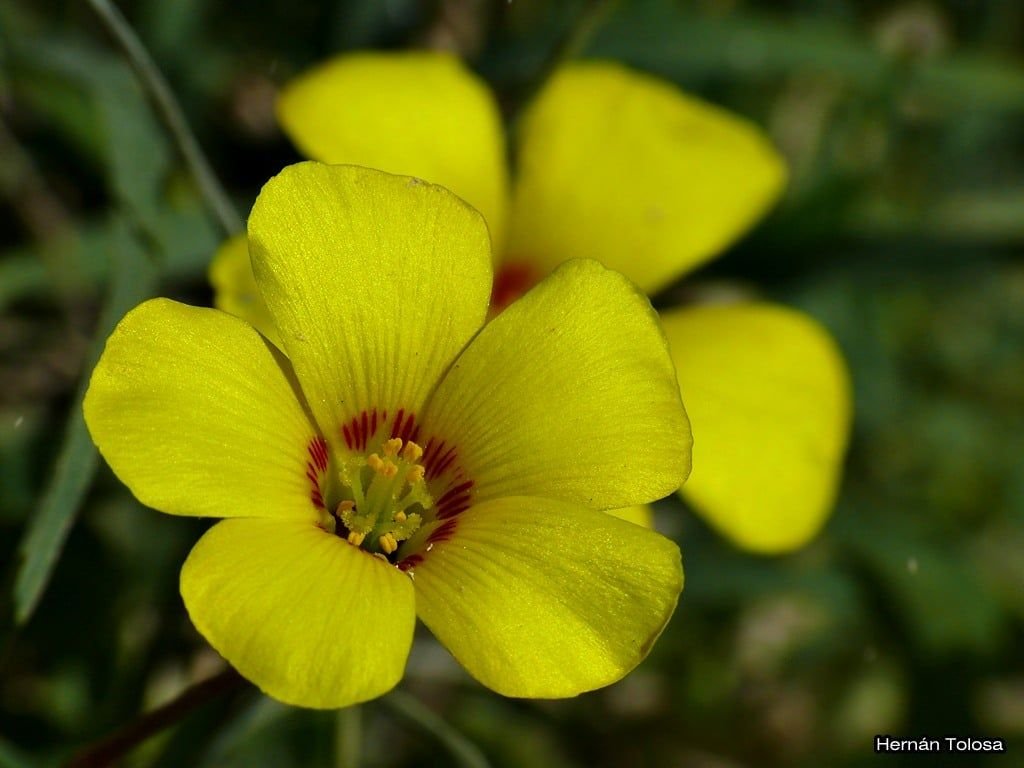 Campanulaceae-4