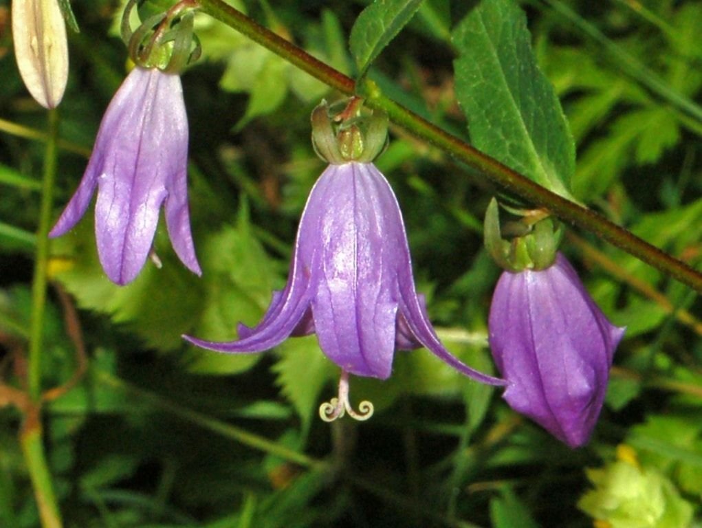 Campanulaceae-5