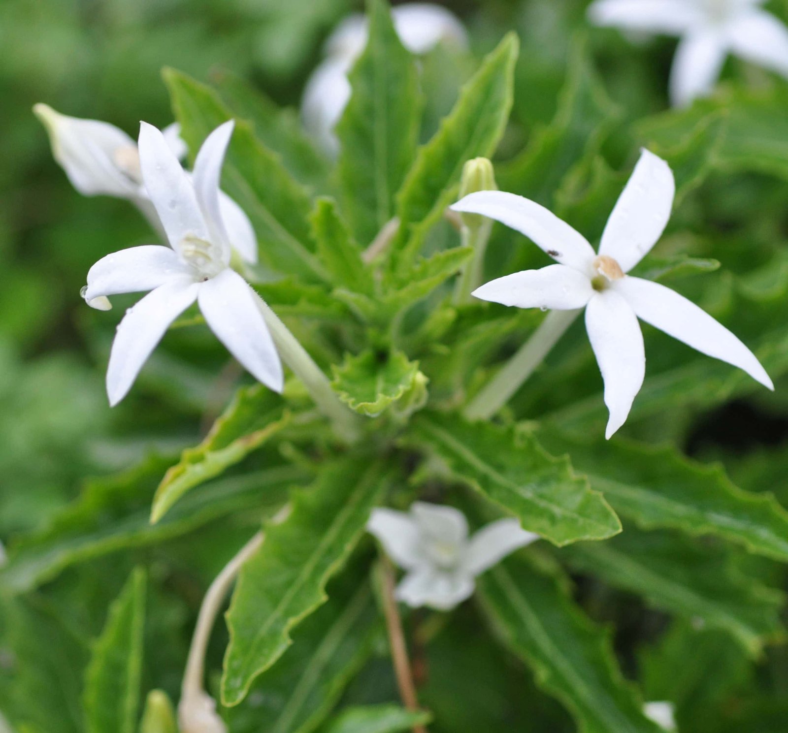 Campanulaceae-6