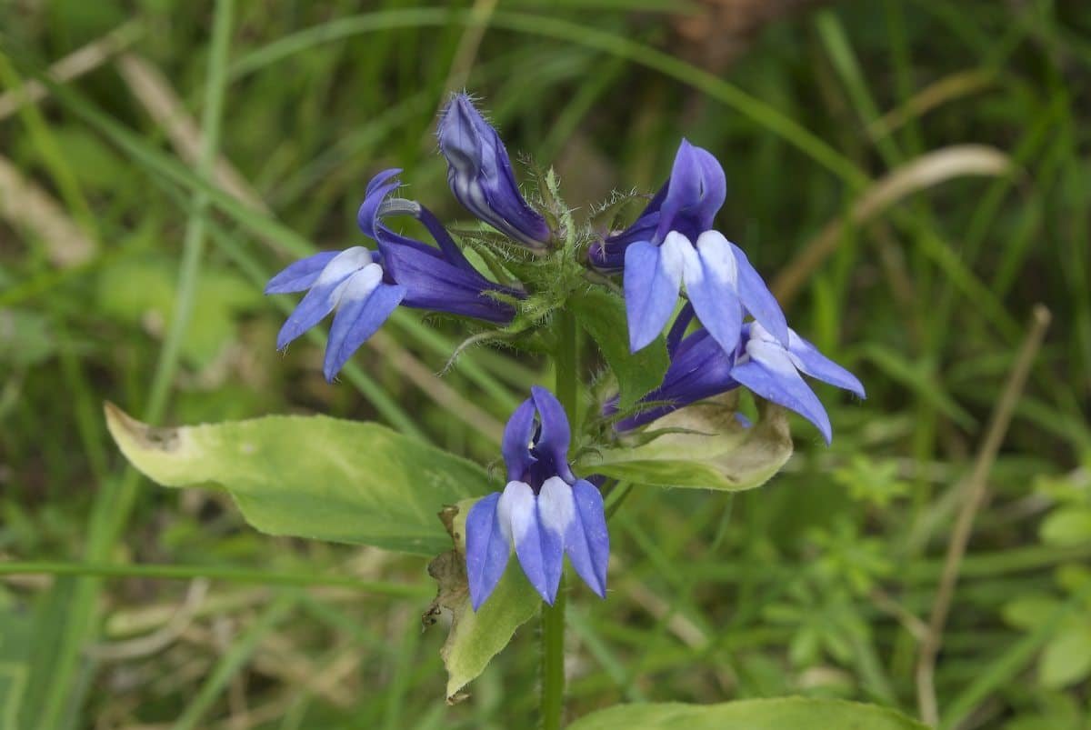 Campanulaceae-7