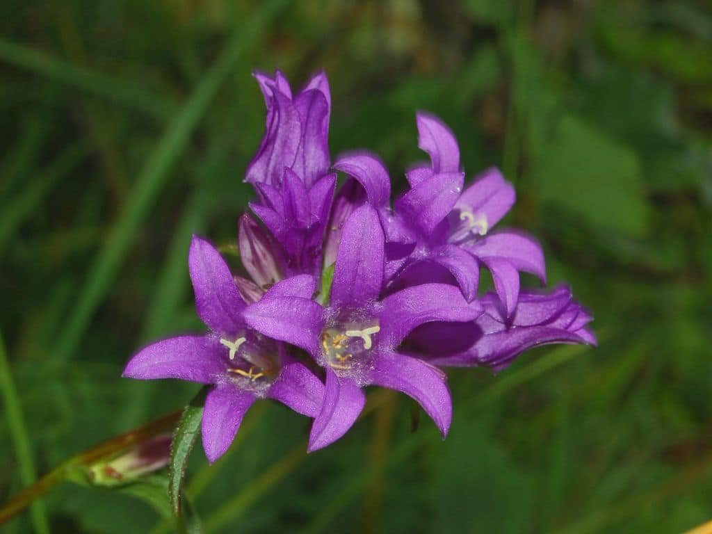 campanulaceae