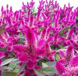 Celosía intenz: Todo lo que debes saber de esta planta herbácea