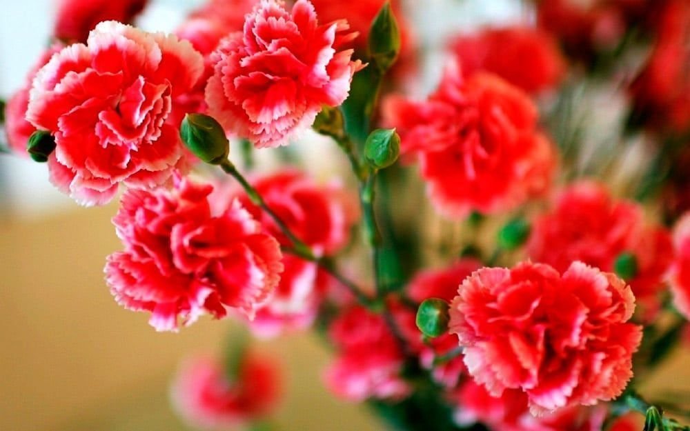 Clavel