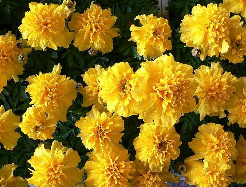 Clavel