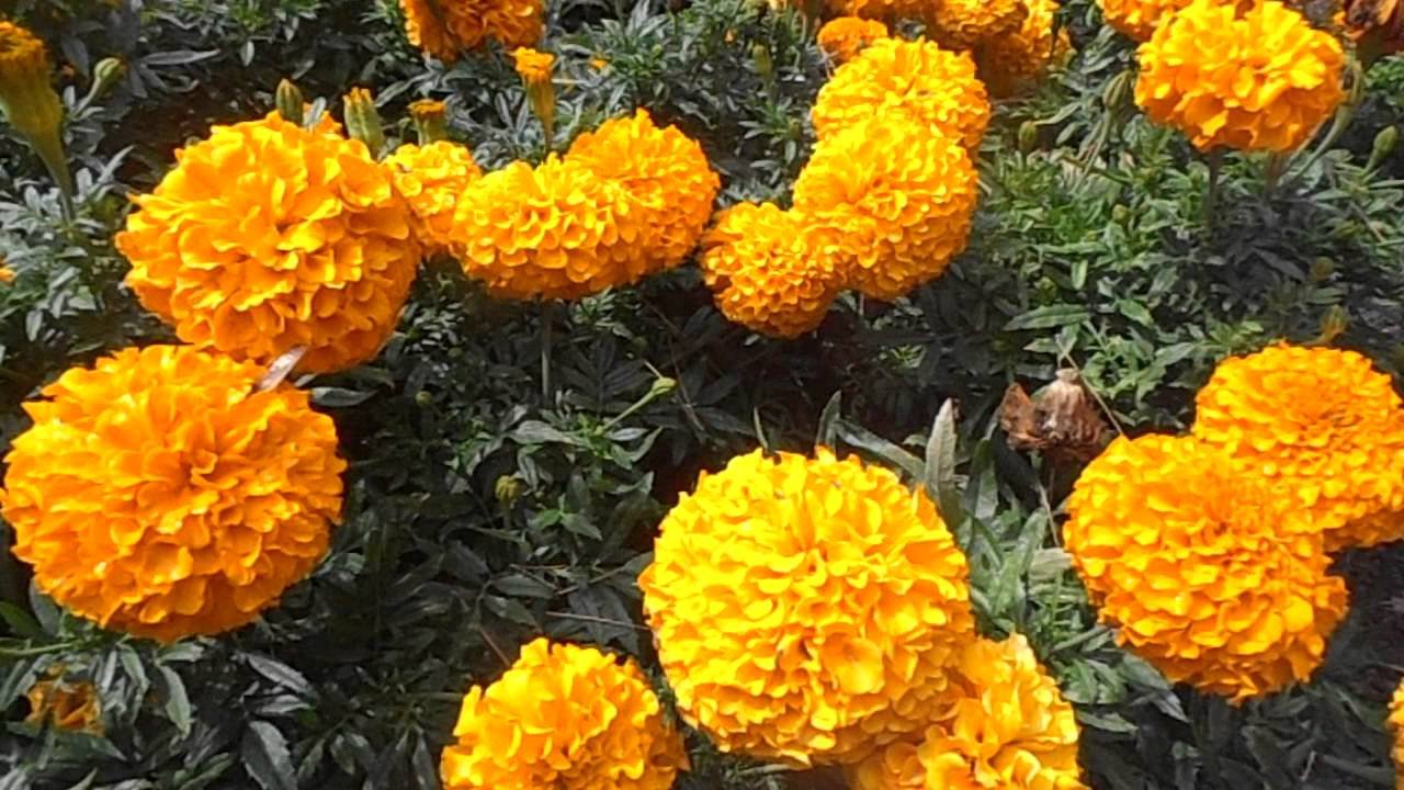 Clavel