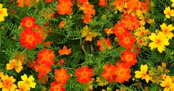 Clavel