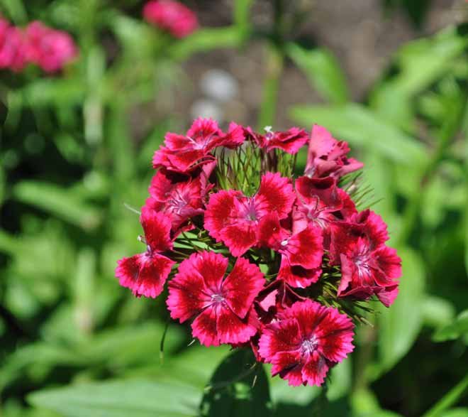 Clavel