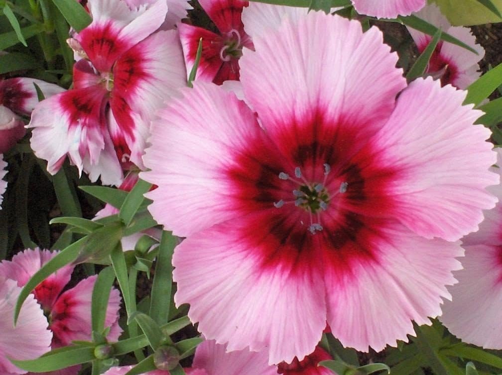 Clavel