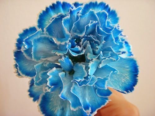  Clavel