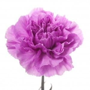 Clavel