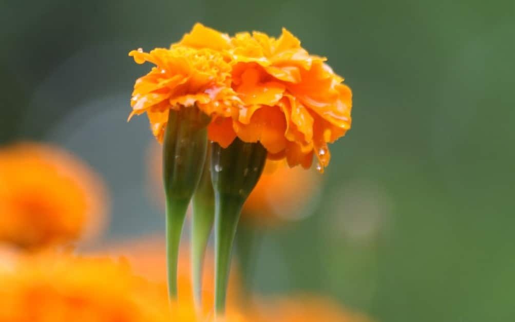 Clavel