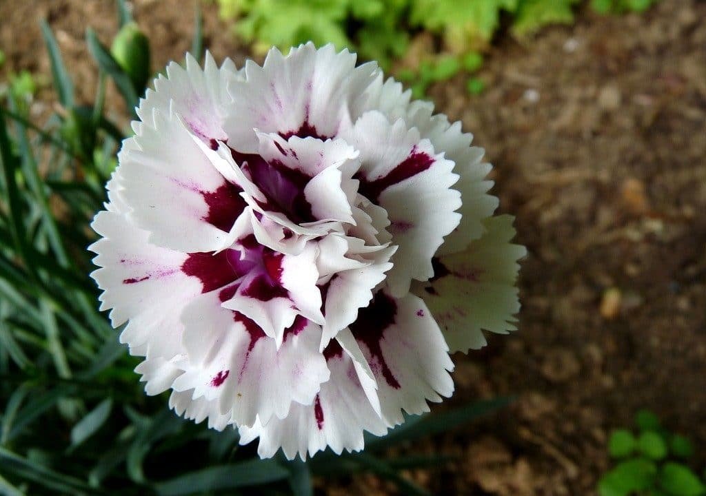 Clavel
