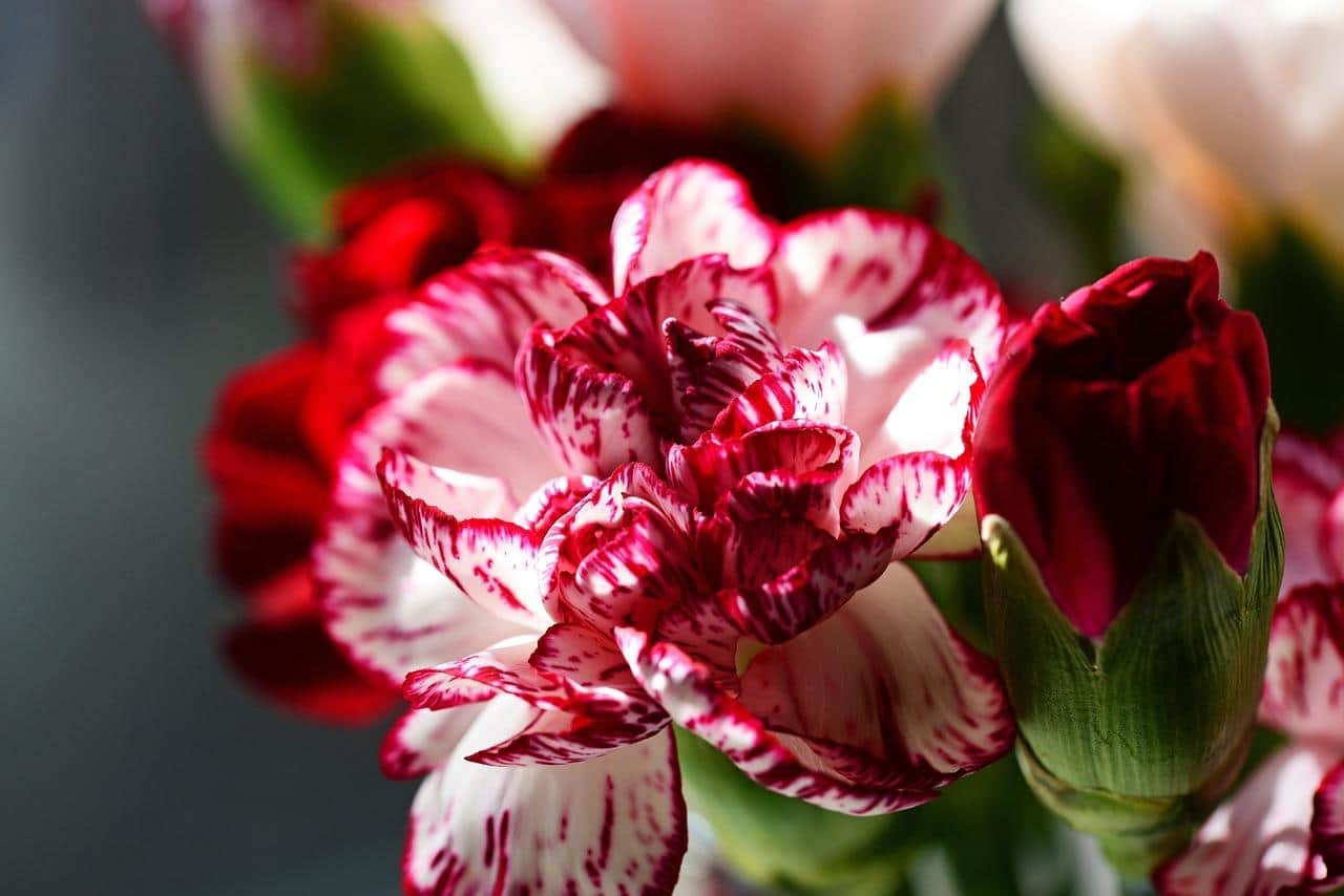 Clavel