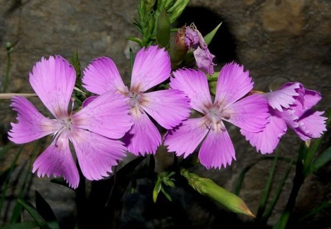 Clavel