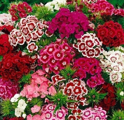 Clavel
