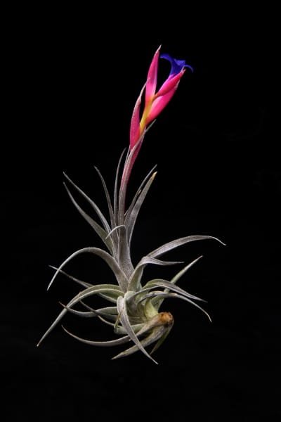 Clavel