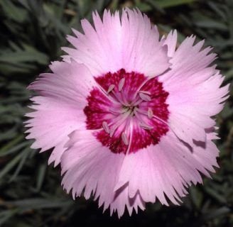 Clavel Chino: Cuidados, cultivo, reproducción, semillas y más