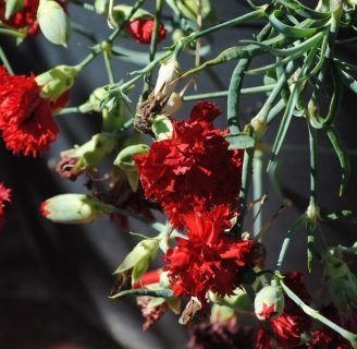 Clavel: Características, hábitat, cuidados y mucho más