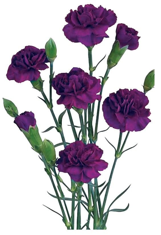 Clavel