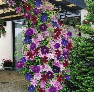 Clematis: Propiedades, clasificación, cuidados y mucho más