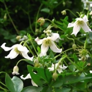 Clematis Campaniflora: Conoce todo sobre esta curiosa trepadora, seguro te gustara