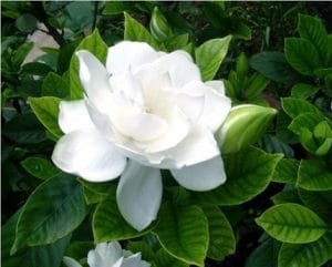 gardenia gummifera