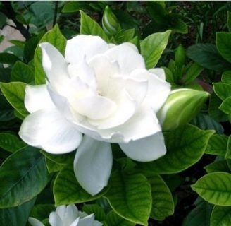 Gardenia gummifera: Todo lo que debes saber sobre esta especie