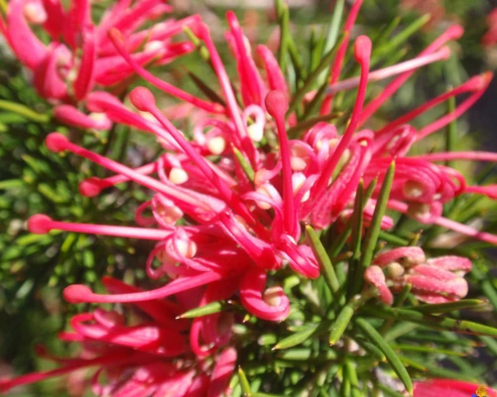 Grevillea-2