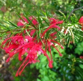 Grevillea: Todo lo que debes saber sobre este género de flores