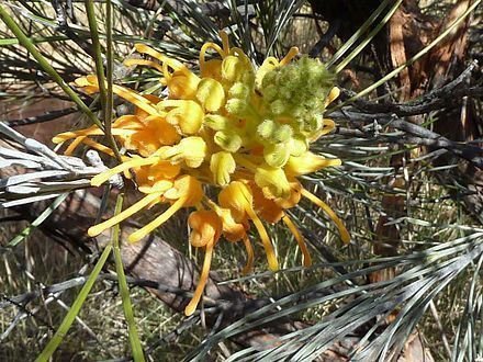 Grevillea-5