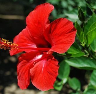 Hibisco: Propiedades, contraindicaciones, cuidados, tipos y mucho más