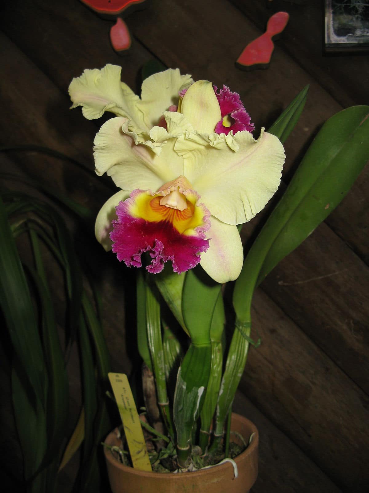 Orquídeas Cattleya