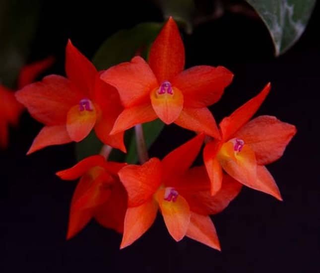 ORQUIDEAS CATTLEYA