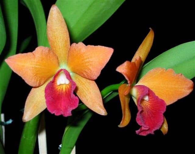 ORQUIDEAS CATTLEYA