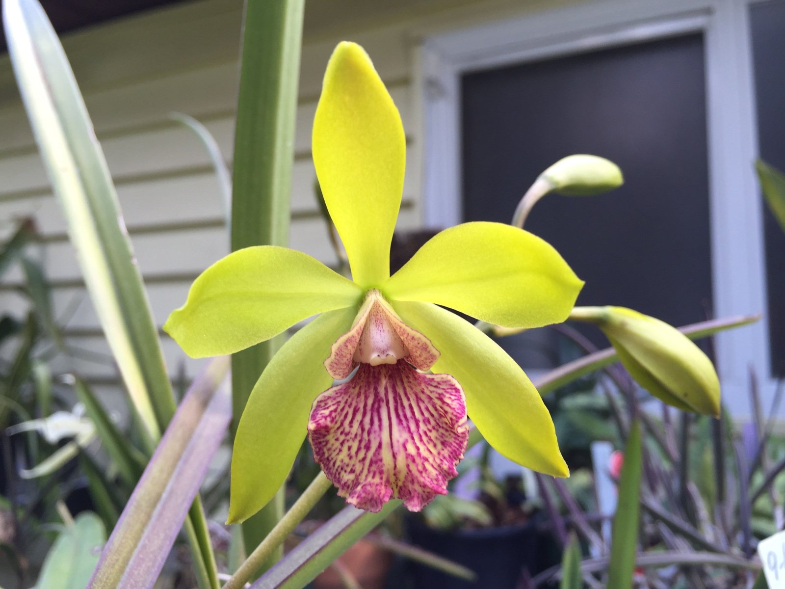 ORQUIDEAS CATTLEYA