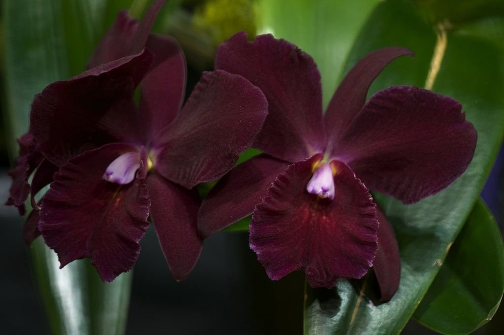 ORQUIDEAS CATTLEYA