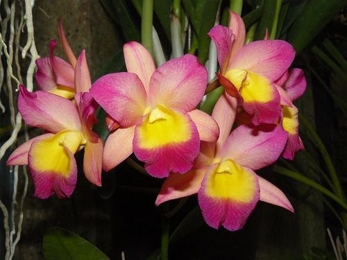 ORQUIDEAS CATTLEYA