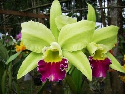 ORQUIDEAS CATTLEYA