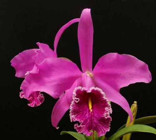 Orquídeas Cattleya