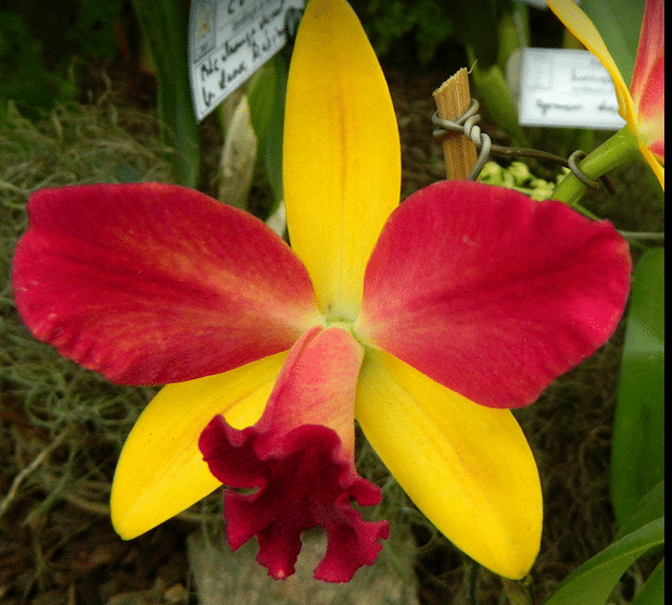 ORQUIDEAS CATTLEYA