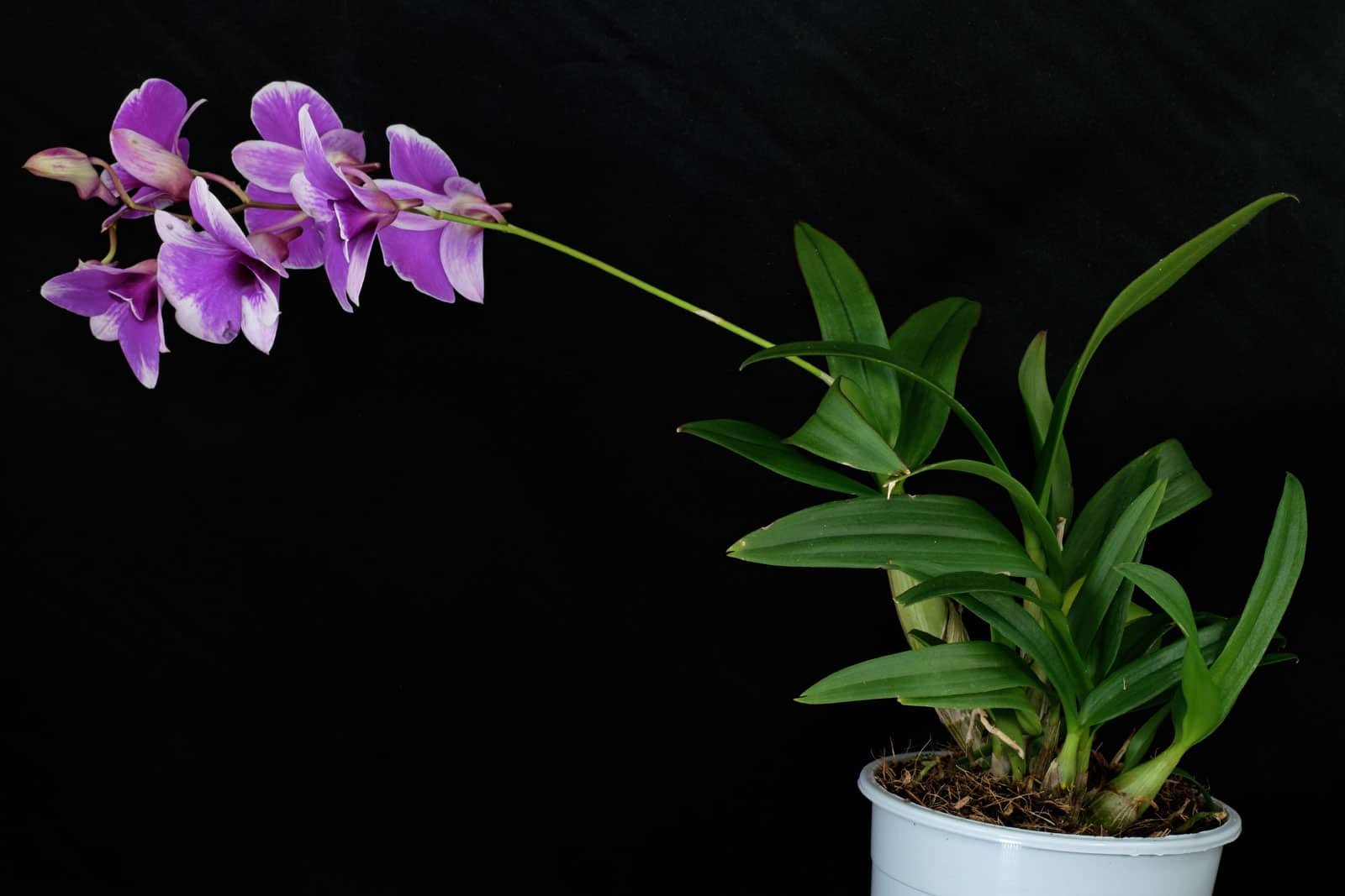 Orquídeas dendrobium: Cuidades, cultivo, variedades y mucho más