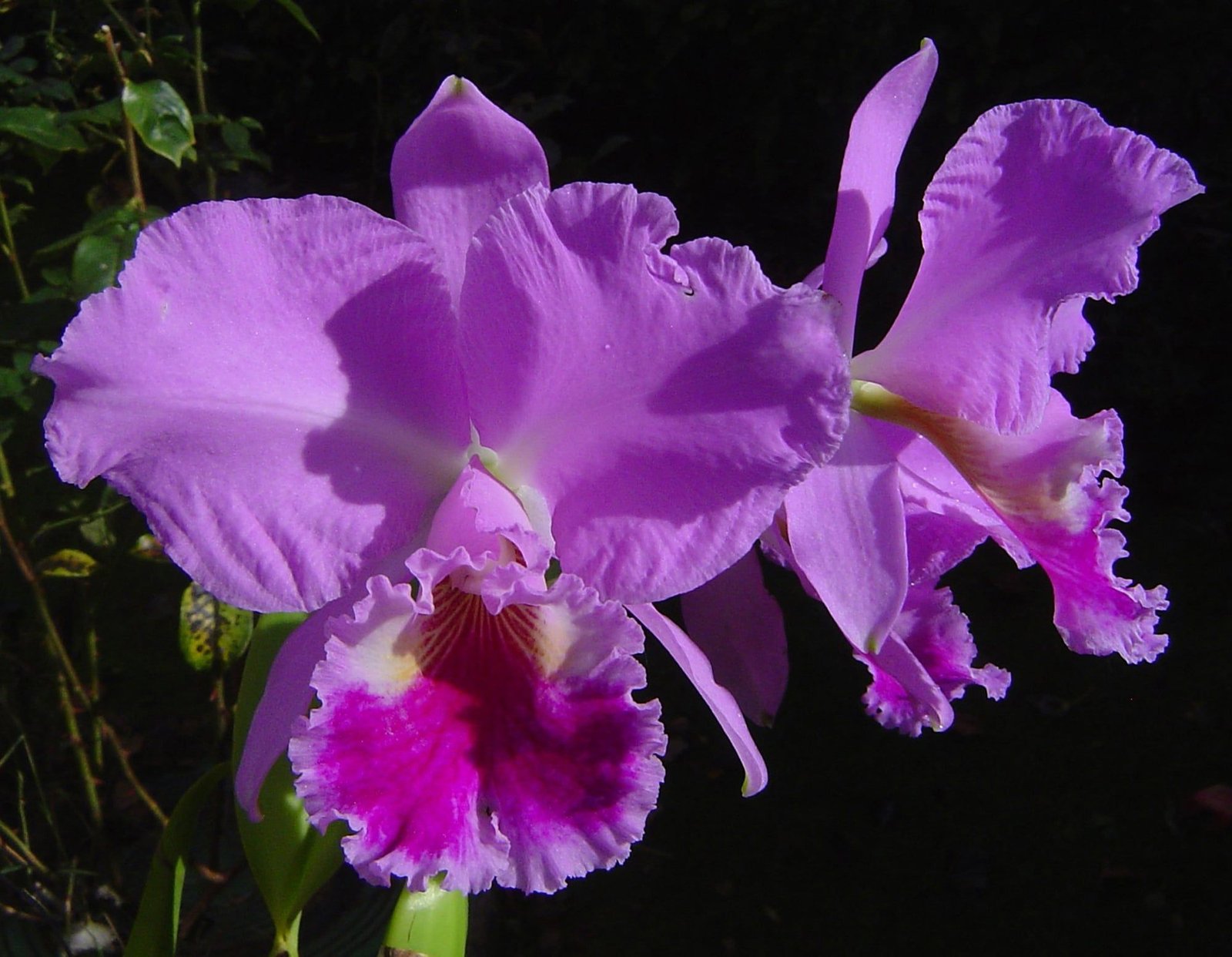 Orquídeas Cattleya 