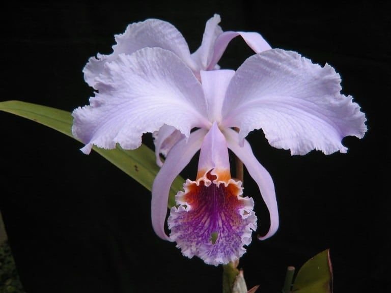 Orquídeas Cattleya